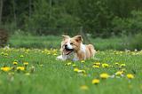 BORDER COLLIE 934
